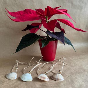 May include: Four white seashells with gold accents and twine hanging from them. The seashells are arranged in a row on a brown surface. A potted poinsettia plant with red leaves is in the background.