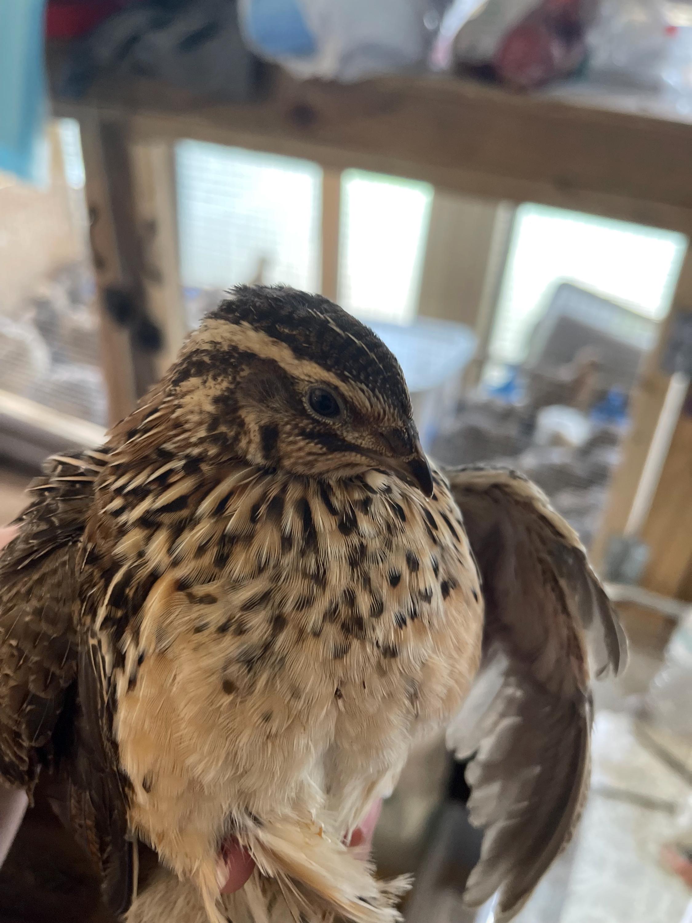 18 Jumbo Pharoah Coturnix quail eggs
