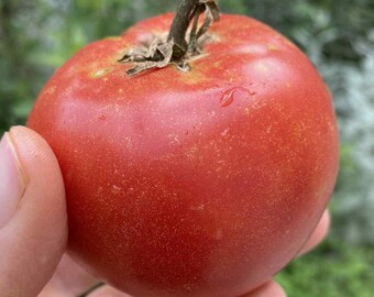 Eva Purple Ball Tomato, 15+ Seeds