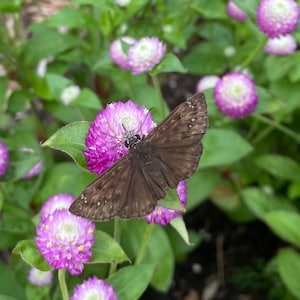 May include: A brown butterfly with wings spread sits on a pink flower. The flower is surrounded by other pink flowers and green leaves.