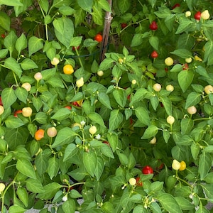 Trepadeira Werner Pepper 15+ seeds