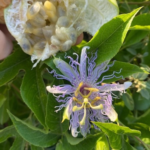 Maypop Passion Flower, Texas Native Plant, 20+ Seeds