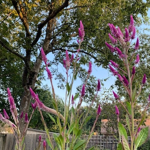 Extra Tall Hot Pink Celosia 50 Seeds