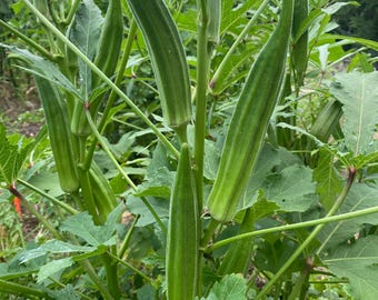 Clemson Spineless Okra 20+ seeds