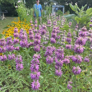 May include: A vibrant garden scene featuring tall, purple bee balm flowers in the foreground, with a patch of yellow black-eyed Susans to the left. A person wearing a blue t-shirt and a cap stands in the background amidst the lush green foliage.
