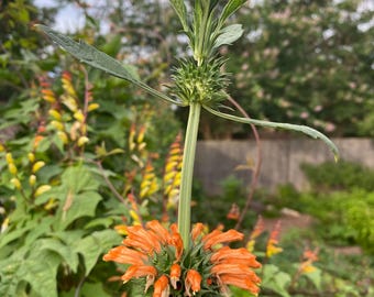 Klip Dagga 20+ Seeds