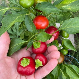 Hot Red Cherry Pepper 15+ seeds