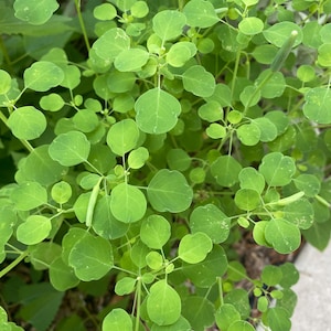Papalo, 20+ Seeds
