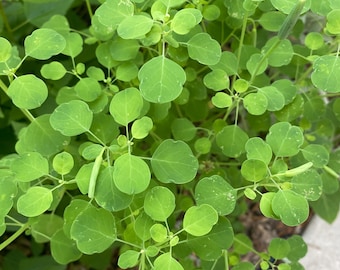 Papalo, 20+ Seeds