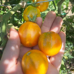 Apricot Zebra Tomato, 15+ Seeds