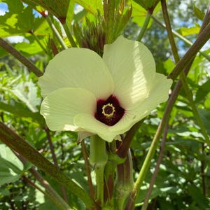 Red Burgundy Okra 20+ Seeds
