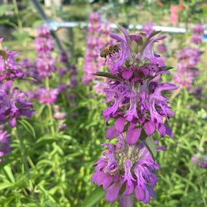 Lemon Bee Balm, 50+ seeds, Texas native wildflower