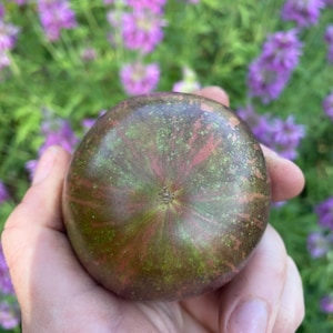 Marsha&#39;s Starfighter Tomato, 15+ Seeds
