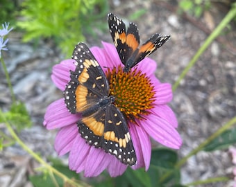 Purple Coneflower Echinacea, Texas native flower, 20+ Seeds