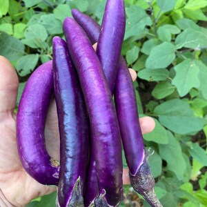 May include: A handful of long, slender, purple eggplants. The eggplants have a deep purple hue with a slight sheen, and are held against a backdrop of green foliage. The eggplants are fresh and appear to be recently harvested.