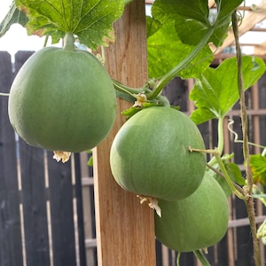 Sakata&#39;s Sweet Melon 20 Seeds