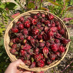 Thai Red Roselle 25 Seeds