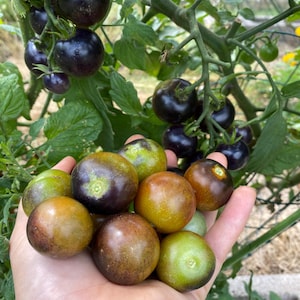 Midnight Snack Tomato, 15+ Seeds