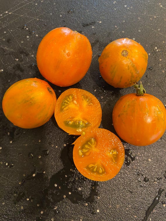 Apricot Zebra Tomato, 15+ Seeds - Etsy
