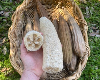 Luffa Gourd, 15 Seeds