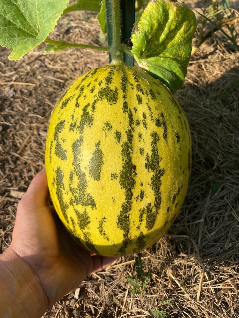 Obi Novot Melon 15+ Seeds - Etsy