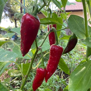Hungarian Magyar Pepper 15+ seeds