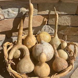 20+ seeds Hardshelled Gourd mixed varieties,