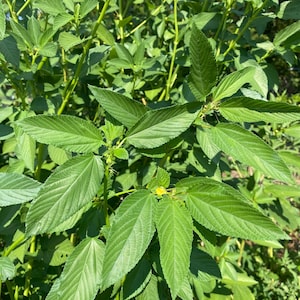 Molokhia Egyptian Spinach, 30 seeds