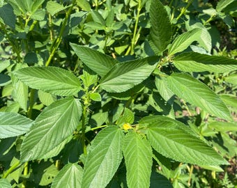Molokhia Egyptian Spinach, 30 seeds