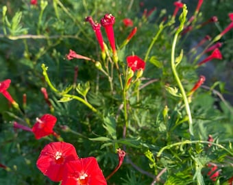 Cardinal Climber, hummingbird favorite red-flowered vine, 20+ Seeds