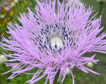 May include: A single Stokesia laevis flower featuring numerous thin, light purple petals radiating outward from a central disk. The center contains dark purple-tipped stamens surrounding a pale, textured, white-colored circular core.