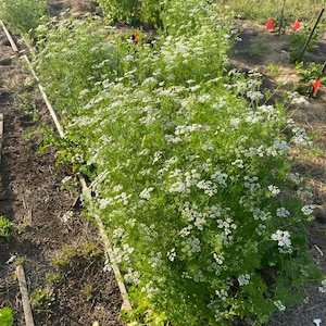 May include: A garden bed filled with lush green plants and clusters of small white flowers. The plants are arranged in rows, with wooden borders defining the planting areas. The scene is bathed in natural light, suggesting an outdoor setting.