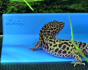 Leopard Gecko Litter Box (Customizable)