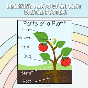 Poster Delen van een plant | Afdrukbare tabel met wetenschappelijke lessen voor kinderen en klaslokalen