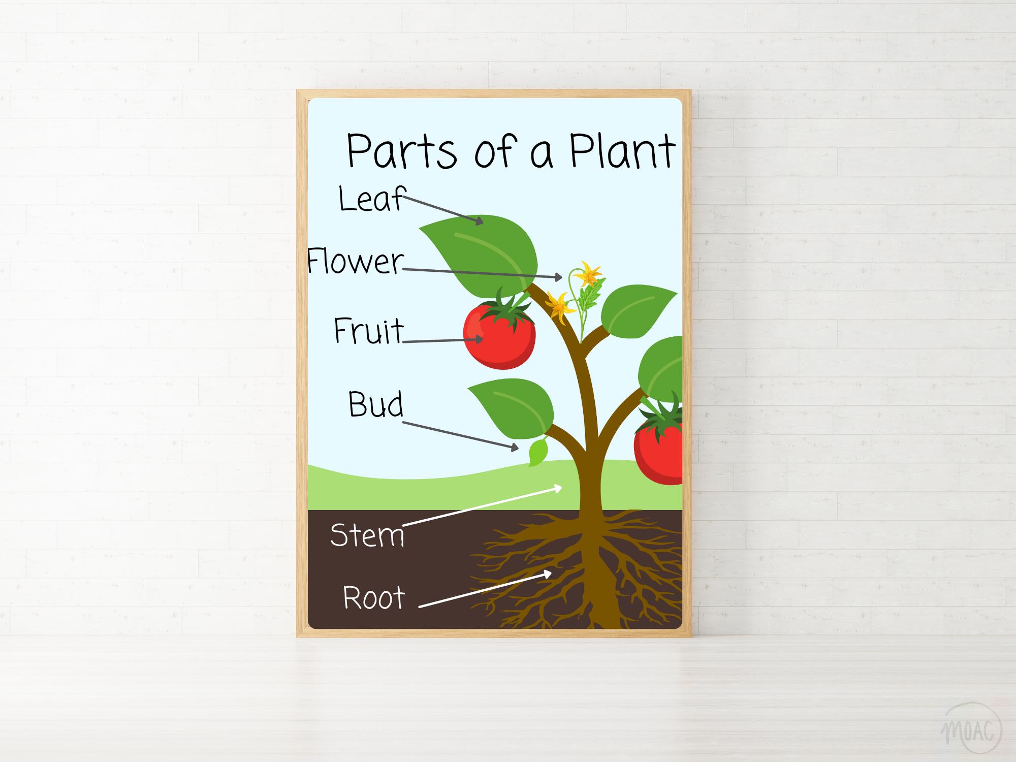 Parts of a Plant Poster | Printable Science Learning Chart for Kids ...