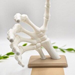 May include: A white, articulated hand sculpture, resembling a human skeleton hand, is displayed on a rectangular, two-tone base. The hand is posed with the index finger pointing upwards. The base is a light brown color.