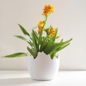 Könnte beinhalten: Ein weißer Keramiktopf in Form eines rissigen Eies mit einer grünen Pflanze mit orangefarbenen Blüten darin.