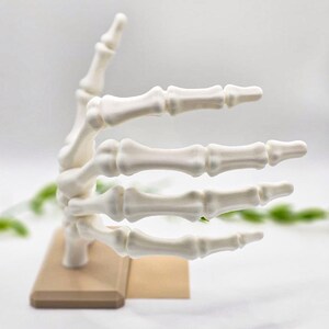 May include: A white, articulated model of a human hand, posed in a gesture. The hand is mounted on a small, rectangular wooden base. The fingers are fully extended, and the thumb is raised. The model is likely for educational or decorative purposes.