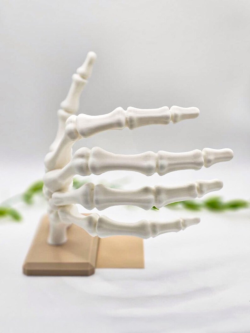 May include: A white, articulated model of a human hand, posed in a gesture. The hand is mounted on a small, rectangular wooden base. The fingers are fully extended, and the thumb is raised. The model is likely for educational or decorative purposes.