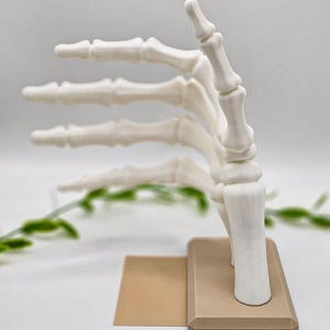 May include: A white, 3D-printed model of a human hand skeleton, with the fingers extended. The model is mounted on a rectangular, tan-colored base. The hand is positioned as if giving a thumbs-up. The background is a soft, neutral color.