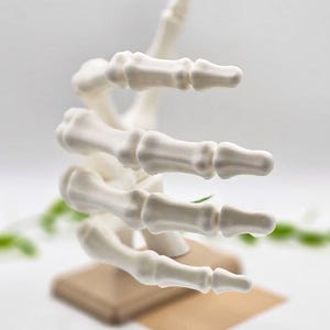 May include: A white, 3D-printed model of a human hand skeleton, with detailed bone structure. The hand is posed in a spiral shape, mounted on a small, square wooden base. The background is blurred, with hints of greenery.