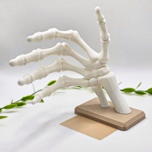 May include: A white, articulated skeleton hand sculpture with a beige base. The hand is posed with the index and middle fingers extended, and the other fingers curled. The sculpture is a decorative item.