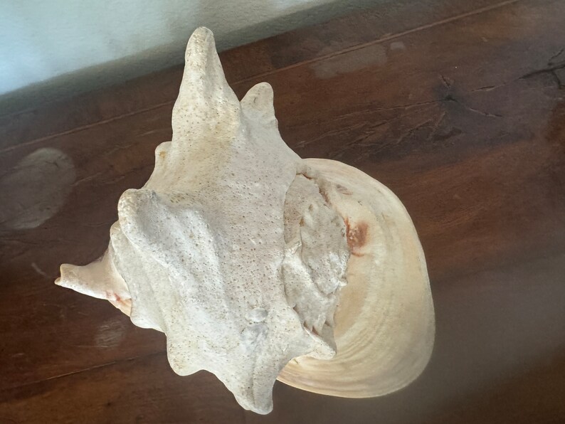 Huge Conch Shell QUEEN Strombus Gigas Peach & Ivory Seashell RARE Ocean ...