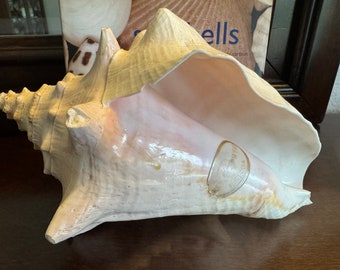 KEY WEST Florida Conch Shell Pastel Pink Inside Nice Condition Vintage 1950  Strombus Gigas QUEEN