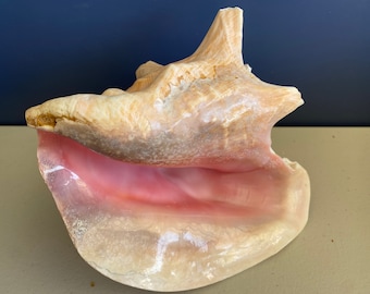 Conch Shell QUEEN Strombus Gigas PINK LARGE