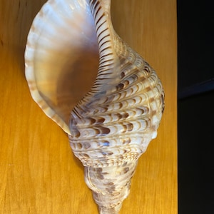 Horned Auger Conch Shell Extra Large RARE 11 Variegated - Etsy