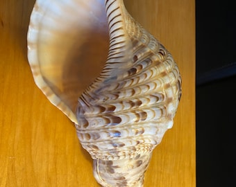 Horned Auger Conch Shell Extra Large RARE 11" Variegated