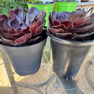 Black Rose Aeonium – Aeonium arboreum ‘Zwartkop’ – Live Succulent in 4” Pot – Dark Foliage Plant 2 pc