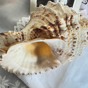 Large Seashell Natural Tutufa Rubeta Conch Shell Coral Sea Snail 11&quot; RARE Condition