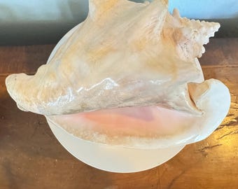 vintage Strombus Gigas lambi, grand coquillage rose, décor de plage 25,4 cm